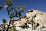 joshua-tree-cap